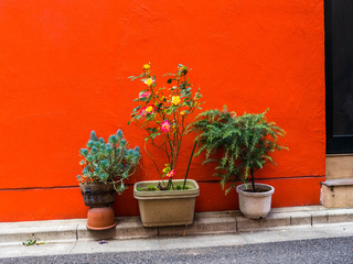 Close up of many pots with ornamental plants in front of an orange wall at Komachi-dori Street, in Kamakura in Tokyo