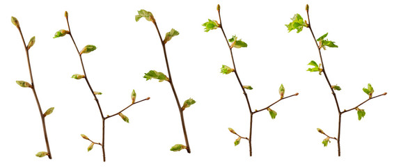 A set of blooming tree branches with opening leaves buds with clipping path, isolated on white background, perfect for matte painting © railwayfx