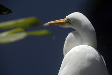 Great egret on the lake shore