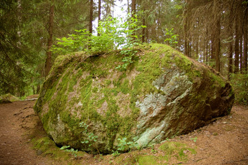 A huge bolder covered with green moss in softwood forest, Finland, June 2012