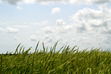 Green field of rice plants..