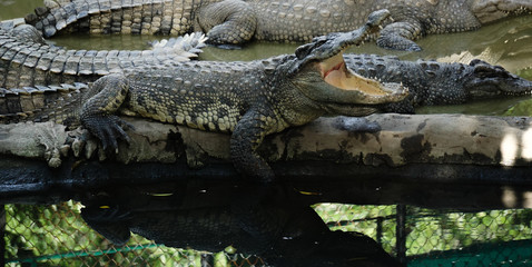 Crocodile resting on lake Thailand Pattaya