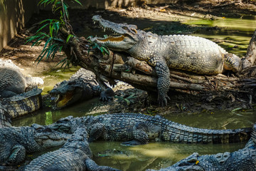 Crocodile resting on lake Thailand Pattaya