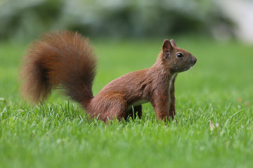 Naklejka na ściany i meble The little redhead squirrel