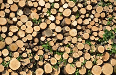 Möbelaufkleber stack of firewood © Plamen