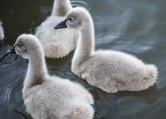 cute grey  baby swan cygnets swim on a pond