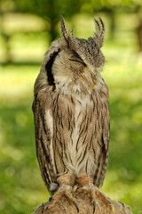 Southern white-faced owl (Ptilopsis granti)
