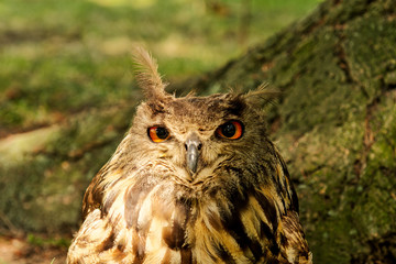 Eagle-owl (Bubo bubo) with blurred background