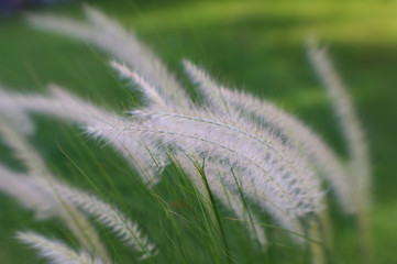 decorative grass 