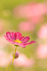 コスモス