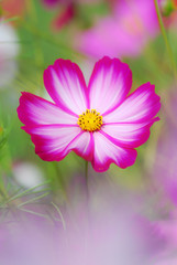 コスモス