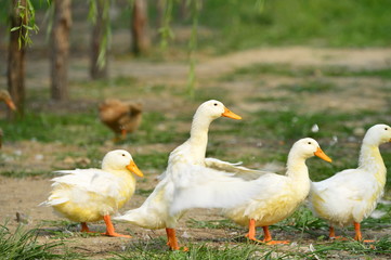The ducks