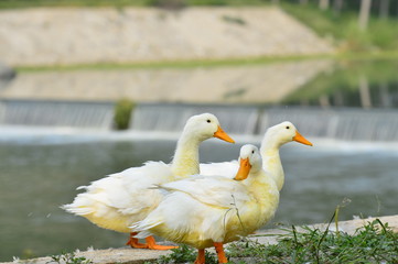 The ducks
