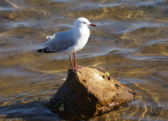 seagull on rock in ocean gippsland
