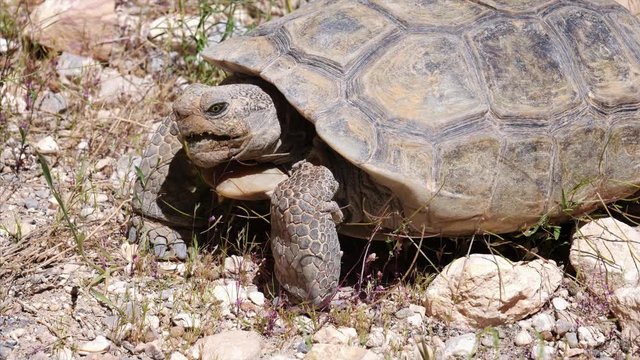 A desert tortoise (Gopherus agassizii) in Red Rock Canyon National Conservation Area near Las Vegas