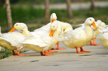 The ducks