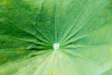 green leaf of lotus