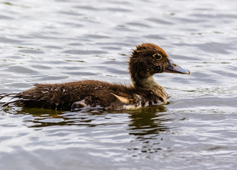 Duckling