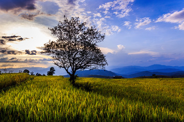 Fototapeta premium Golden rice terraces north of Thailand