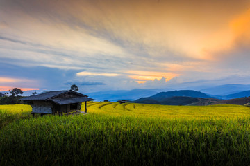 Fototapeta premium Golden rice terraces north of Thailand