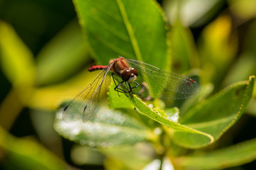 Red dragonfly on a leaf