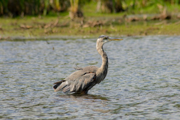 Great blue heron looking for fish at the lake