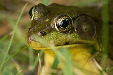 Close up of a frog in the grass