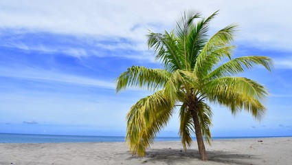 Cocotier de Martinique