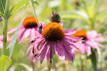 wilting cone flower