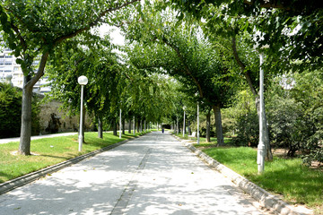 Walking in green park area