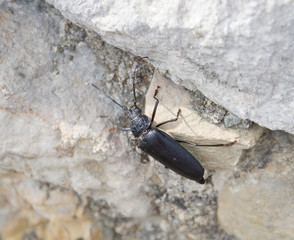Taupin, coléoptère
