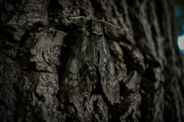 Moth on a Tree
