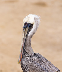 Brown Pelican Portrait Close Up