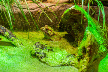 frog in green swamp