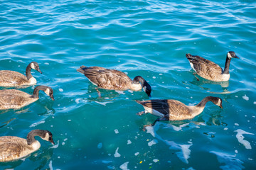 geese drinking water