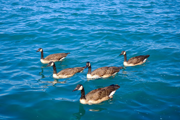 geese in water swimming