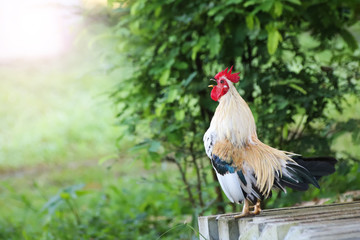 White rooster crows early morning in the garden © THANAGON
