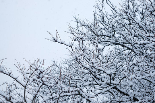 tree banches with snow