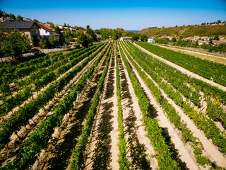 Fototapeta na wymiar Landscape Of Vineyard