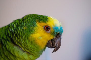 parrot side view close up