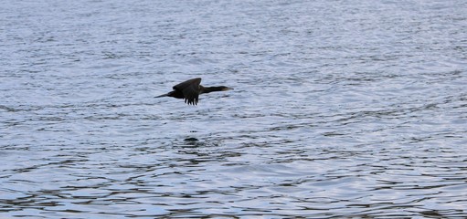 Bald eagle snatching a fish from water.