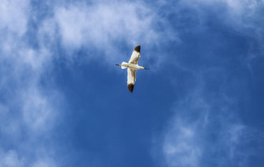 Bird in the cloudy sky leaving color trace.