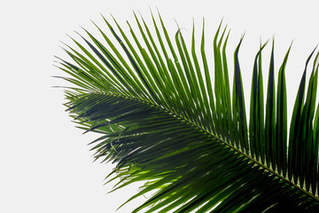 coconut leaves White background