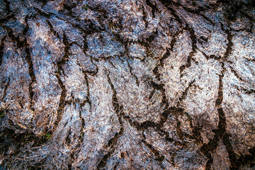 dry last year's grass has formed cracks and patterns
