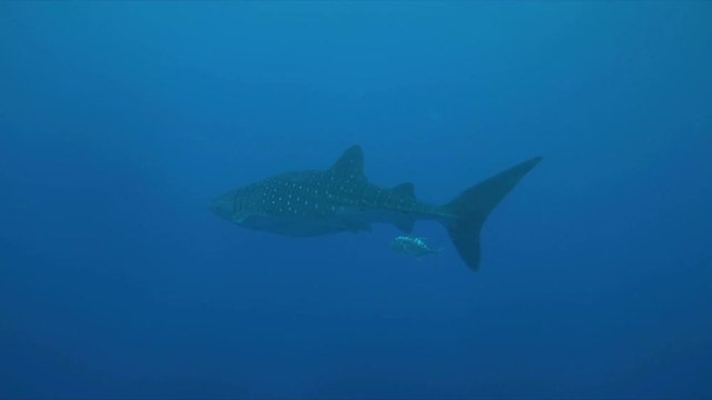 Whale shark swims in blue water. 4k footage