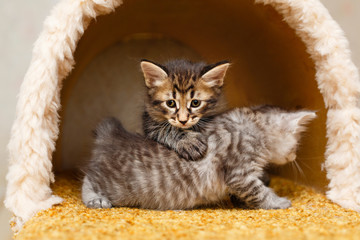 Two cute kittens