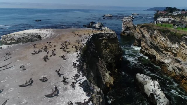 Dinosaur Park - Birds Flying