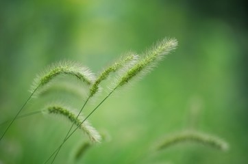 Dew drop on green leaf background.