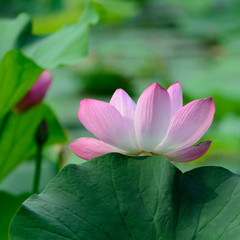 Blossom flower warm light. Lotus.