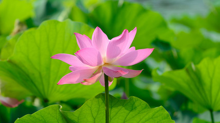 Close up view blooming pink lotus flower, close up.